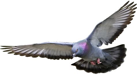 Pigeon Png Hd Png Mart