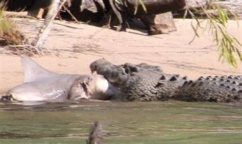 Saltwater Crocodile Vs Bull Shark Australia Thedepthsbelow