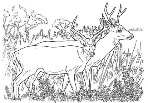 Realistic deer coloring pages at getdrawings com free for. Free Realistic Reindeer Cliparts, Download Free Realistic Reindeer Cliparts png images, Free ...