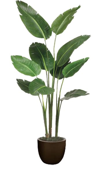 Floor Plant Png png image