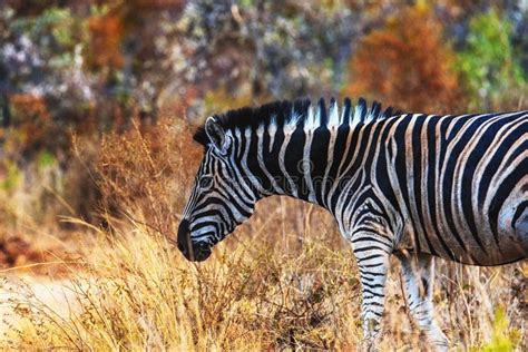 Plains Zebra Equus Quagga Stock Photo Image Of Adventure 181366338