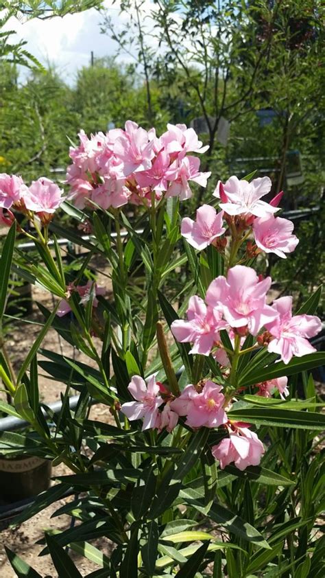 Oleander Pink Common Harlow Gardens