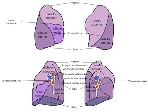 Anatomia Del Pulmon Vista Anterior Y Posterior Lobulo Superior Images