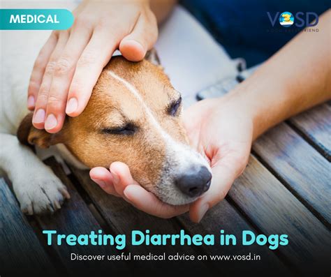 Treating Diarrhea In Dogs Vosd Dog Care™ Expert Advice™