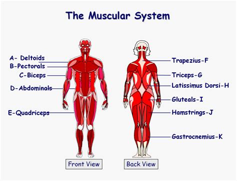 Diagram Of Muscles In The Body Amazon Com Human Body Muscle Anatomy Poster Detailed With