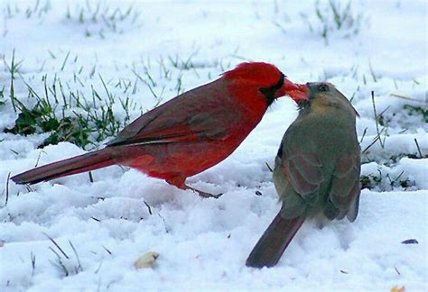 Male Cardinal Feeding His Mate Pet Birds Animals Beautiful