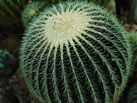 Hd Wallpaper Green Cactus Succulent Spines Nature Thorn Succulent