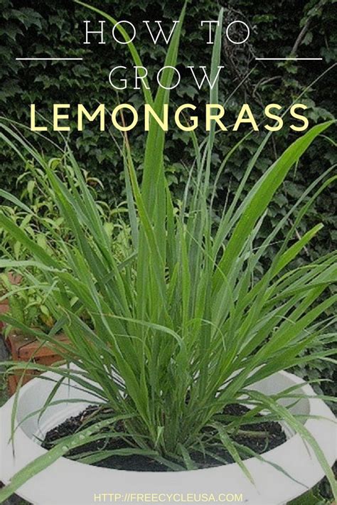 Secrets Of Growing Lemongrass Grow Lemongrass Lemongrass Plant
