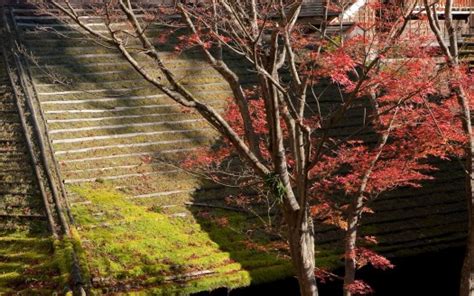 Algae Covered Building Roofs Red Leafed Autumn Trees Hd Nature