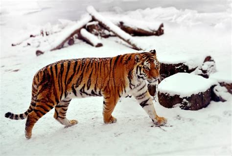 Siberian Tiger On A Snow Stock Photo Image Of Mammals 104144160