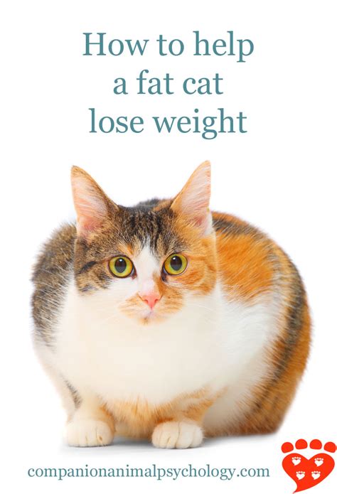 How can you find ways to get moving with your favorite feline, and help your cat lose weight? How to Help a Fat Cat Lose Weight