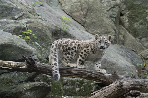 Snow Leopard Cub With Storybook Beginnings Makes Debut At Bronx Zoo
