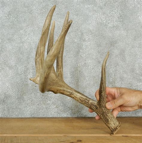 Whitetail Deer Antler Shed For Sale 12560 The Taxidermy Store