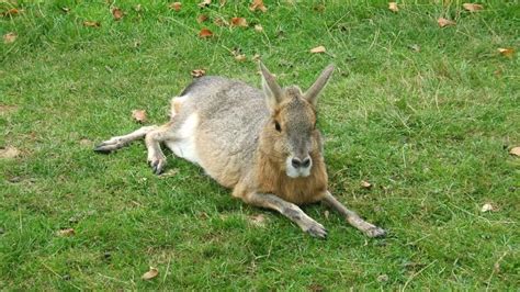 Animals And Kids Maras A Cross Between A Rabbit And A Small Deer