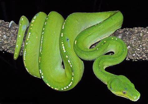 Green Tree Python Snake Scales Python Green Hd Wallpaper Pxfuel