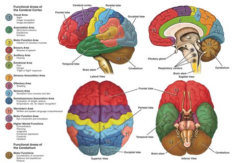 Brain Jack Image Brain Function Chart