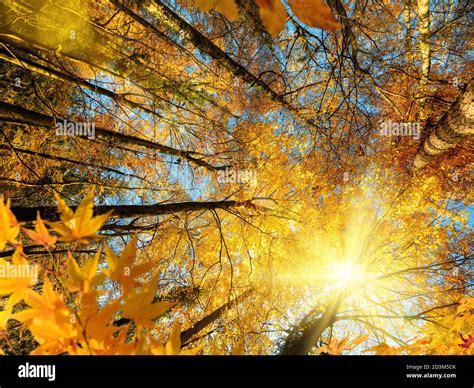 Trees In A Forest With Light Falling Through Branches Hi Res Stock