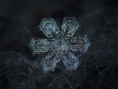 Download Macro Nature Snowflake Hd Wallpaper