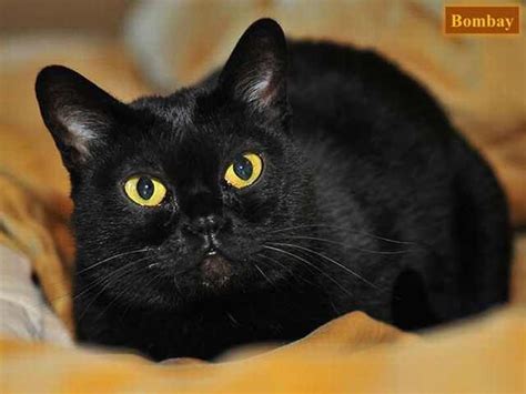 Bombay Burmese Cat Bombay Black Cat Breeds Dogs And Cats Wallpaper