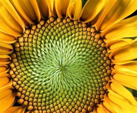 15 Examples Of Maths Patterns In Nature That Will Stun You