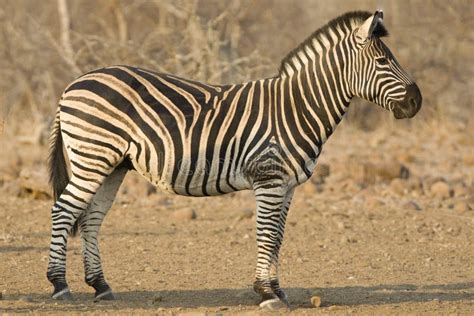 Steppezebra Plains Zebra Equus Quagga Stock Image Image Of