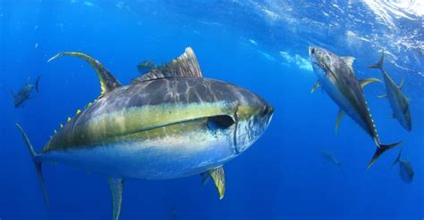 Yellowfin Tuna Animal Pictures A Z Animals