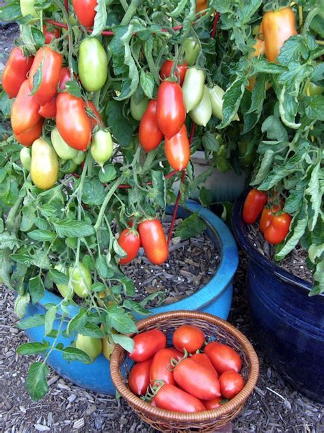 Growing tomatoes with grow lights. The steps on how to grow Roma tomatoes are pretty much the ...
