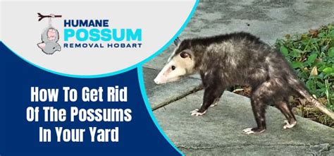 How To Get Rid Of The Possums In Your Yard Humane Possum Removal Hobart