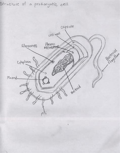 Labelled Diagram Of Prokaryotic Cell