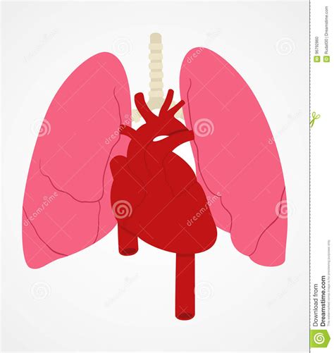 肺和心脏 向量例证. 插画 包括有 健康, 简单, 符号, 医疗, 例证, 重点, 女主持人, 图象, 胸口 - 96792860