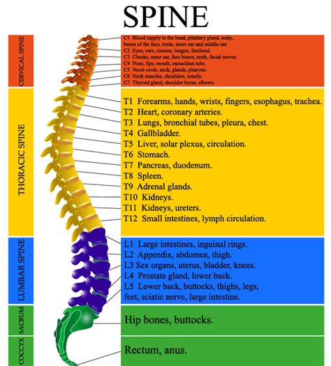 Lumbar Spinal Nerve Chart