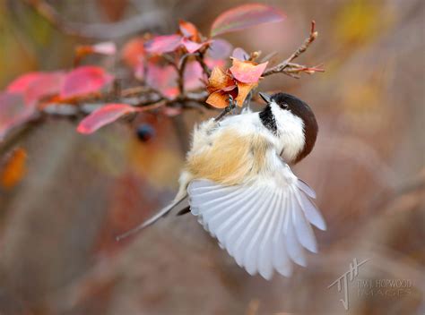 Fall Splendour Enhancing Your Bird Photography With Autumnal Colours