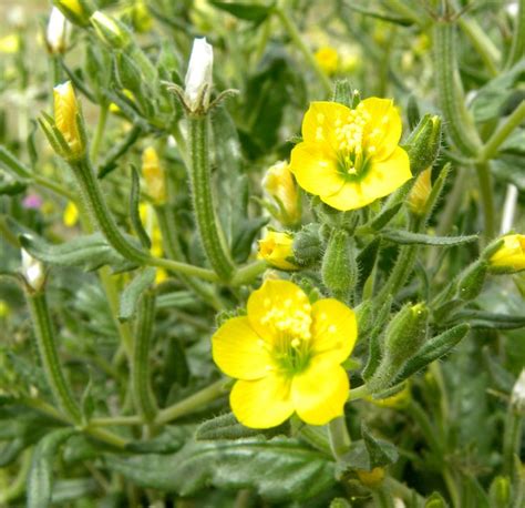 Yellow Yellow Flowering Plants Planting Flowers Flower Identification