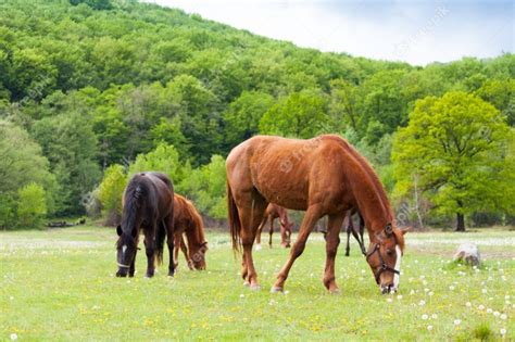 Premium Photo Beautiful Brown And Black Horses Eating Grass And