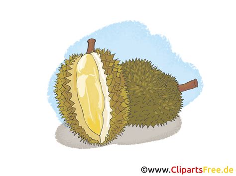 Durian Clipart 20 Free Cliparts Download Images On Clipground 2023