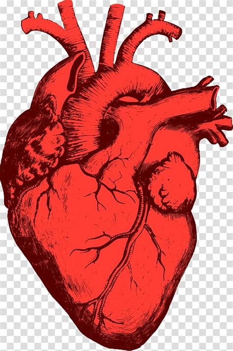 Red Heart Heart Anatomy Organ Human Body Human Heart Transparent