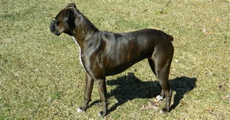 What Is A Reverse Brindle Dog With Examples Az Animals