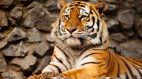 Tiger Hd Wallpapertigermammalwildlifeterrestrial Animalvertebrate