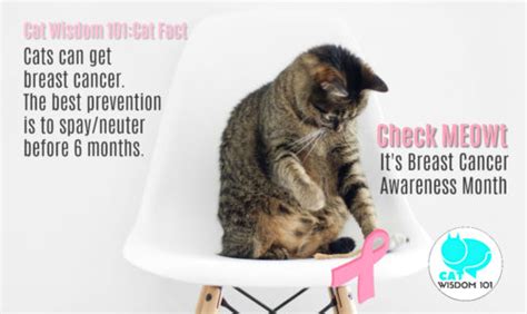Catsbreastcancercatwisdom101 Cat Wisdom 101