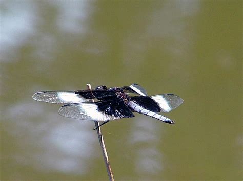 Black And White Dragonfly Photograph By Lisa Stanley