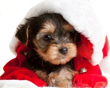 Most breeders use this as a means to get more money but charging more for smaller pups of the breeed, whereas in reality the smaller pup falls within the standard for a regular yorkie. Teacup Yorkie Puppies for Adoption