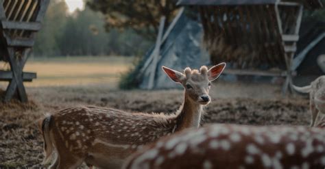 Photo Gratuite De Animal Animaux Animaux De Ferme