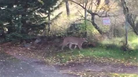 Another Cougar Sighting Reported In Colwood On Friday