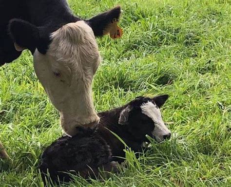 Transitioning To A Defined Calving Season Alabama Cooperative