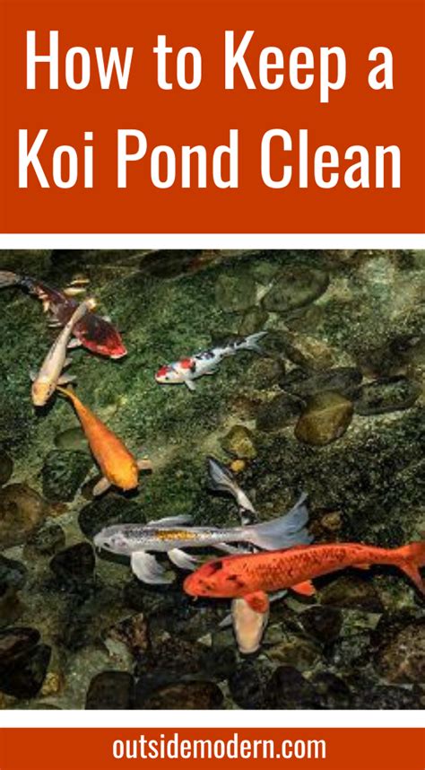 How To Keep Koi An Essential Guide Pond Aquatic Ebook This