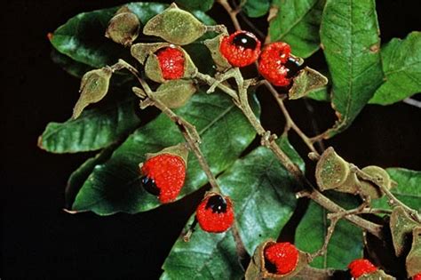 Tītoki Fruit And Leaves Tall Broadleaf Trees Te Ara Encyclopedia Of