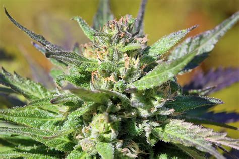 In written law itself, there are four major components which comprise of the federal constitution, state constitution, legislations and statutes and subsidiary/delegated legislations. Cannabis in Malaysia - Laws, Local Uses and Other Info ...