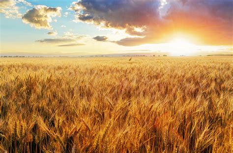 Sunset Over Wheat Field Stock Photo Download Image Now Istock