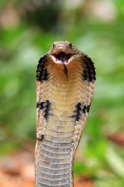 Premium Photo King Cobra Snake