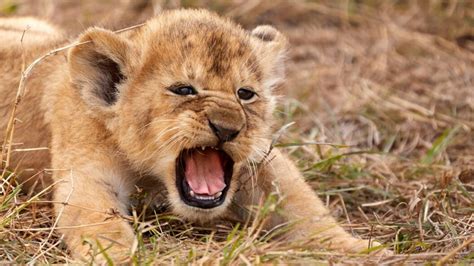Incredible Picture Shows Lion Cub Letting Out Its First Roar Baby